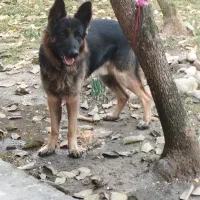 ژرمن شیپر|سگ|خرمآباد (تنکابن), |دیوار