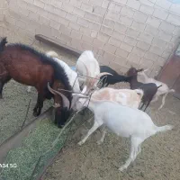 فروش بز سانان ومورسیاه|حیوانات مزرعه|شیراز, حسن آباد|دیوار