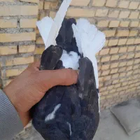 چهار تا پرنده|پرنده|رامهرمز, |دیوار