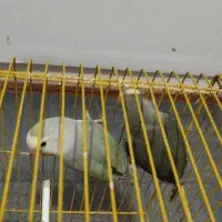 یک جفت کوتوله مولد|پرنده|مهاجران, |دیوار