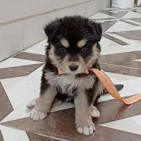 سگ ژرمن