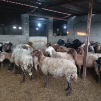 فروش ۴۰ راس میش|حیوانات مزرعه|فرح آباد, |دیوار