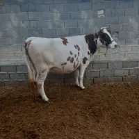 باسلام فروش یک راس گاو وشنگل|حیوانات مزرعه|سیسخت, |دیوار