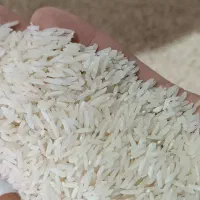 برنج زرده دم برداشته امسال