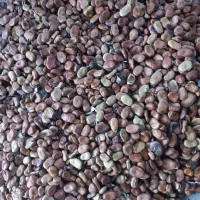 باقله شاخ بزی|خدمات باغبانی و درختکاری|هندمینی, |دیوار