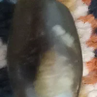 سنگ مهره