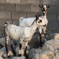سه ماه به بالا