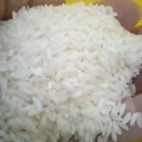 برنج خوشپخت ومحلی عنبربو۲۱۰