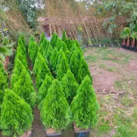 گل و گیاه پالم کامیس نوکدار تویا