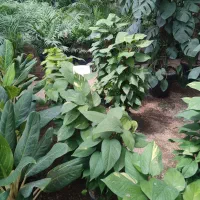 فروش گل های آپارتمانی|گل و گیاه طبیعی|کرج, جهان‌شهر|دیوار