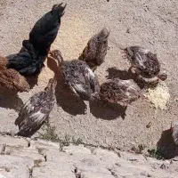 جوجه بوقلمون