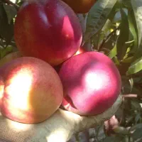 اجاره میوه سیب انگور شلیل آلو و....