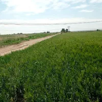 زمین کشاورزی متری ورامین روستای ایجدان|فروش زمین و ملک کلنگی|جوادآباد, |دیوار