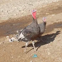 سلام یه جفت بوقلمون جوان وسرحال|حیوانات مزرعه|ایذه, |دیوار