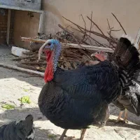 بوقلمون برنز نروماده اصل محلی جهرم|حیوانات مزرعه|جهرم, |دیوار