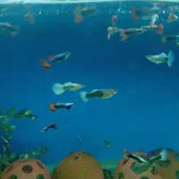 ماهی ویال|ماهی|تهران, گلچین|دیوار