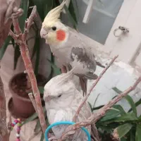 جوجه عروس هلندی