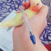 کوتوله گم شده