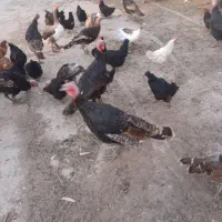 بوقلمون و مرغ
