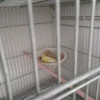 قناری روی تخم و سهره