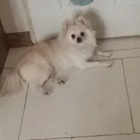 پامرنین لایت|سگ|پرند, فاز ۲|دیوار