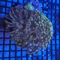 ad shorدامسل ۳ خال|ماهی|تهران, جوادیه تهرانپارس|دیوار