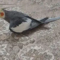 عروس هلندی سخنگو