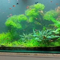 اکواریوم ماهی شاپ|ماهی|اسلامشهر, شهرک واوان|دیوار