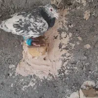 سار نر فروشی