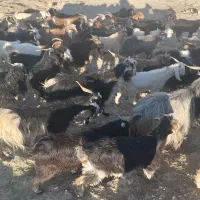 ۳۴ بز و ۳۴بزغاله