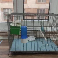 یک جفت مرغ عشق