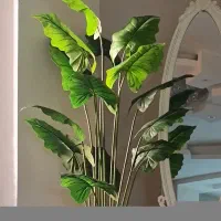 برگ بابا آدم کیفیت اصلی 14برگ
