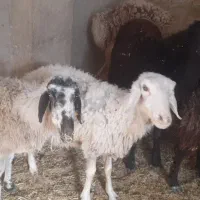 دوعددمیش آبست یکی سرمایه قیمت مناسب