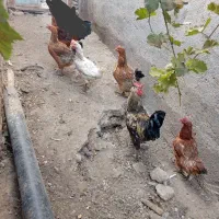مرغ و خروس|حیوانات مزرعه|تربت جام, جامرود|دیوار