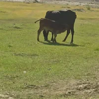 گاو و گوساله نر|حیوانات مزرعه|سراوان, |دیوار