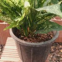 فروش گل گیاه در گلخانه|گل و گیاه طبیعی|فاضل آباد, |دیوار