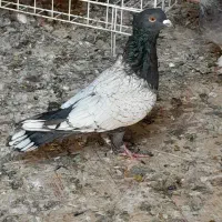 کبوتر ماده طاووسی