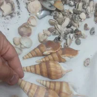 لوازم آکواریوم گوش ماهی صدف سنگ مرجان