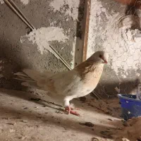 کفتر زردی|پرنده|نسیمشهر, |دیوار