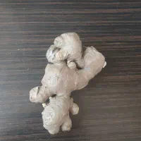 زنجبیل چینی تازه