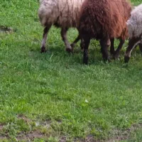 سه عدد گوسفند