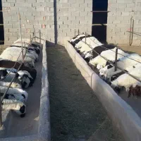 نیازمندکارگر دامداری