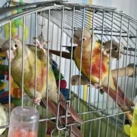 گرینچیک ۴ ماهه