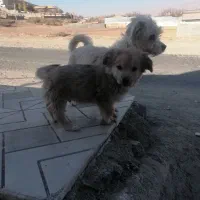 توله سگ|سگ|آبسرد, |دیوار