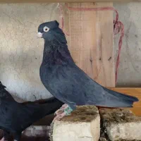 زاغ آبادانی قیل چشم نک سفید|پرنده|زیباشهر, |دیوار