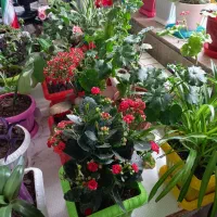 اجاره منزل دربستی