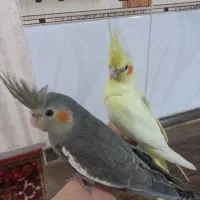 دوعدد عروس هلندی