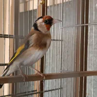 سهره و قناری