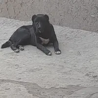 سگ  گوسفند ی یک  ساله|سگ|شیروان (خراسان), |دیوار