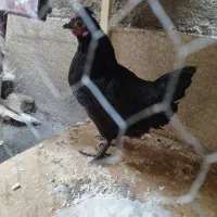 مرغ محلی سیاه پاپر کاکلی|حیوانات مزرعه|شیراز, شهرک قمشه|دیوار